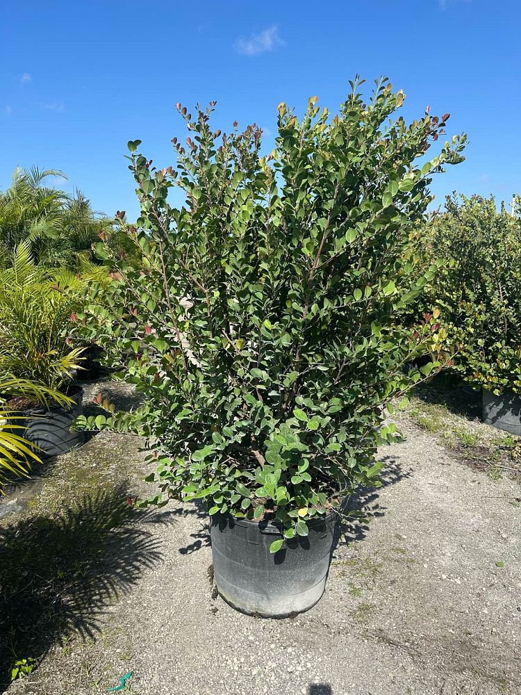 chrysobalanus-icaco-red-tip-cocoplum