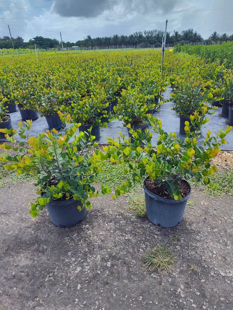 chrysobalanus-icaco-red-tip-cocoplum