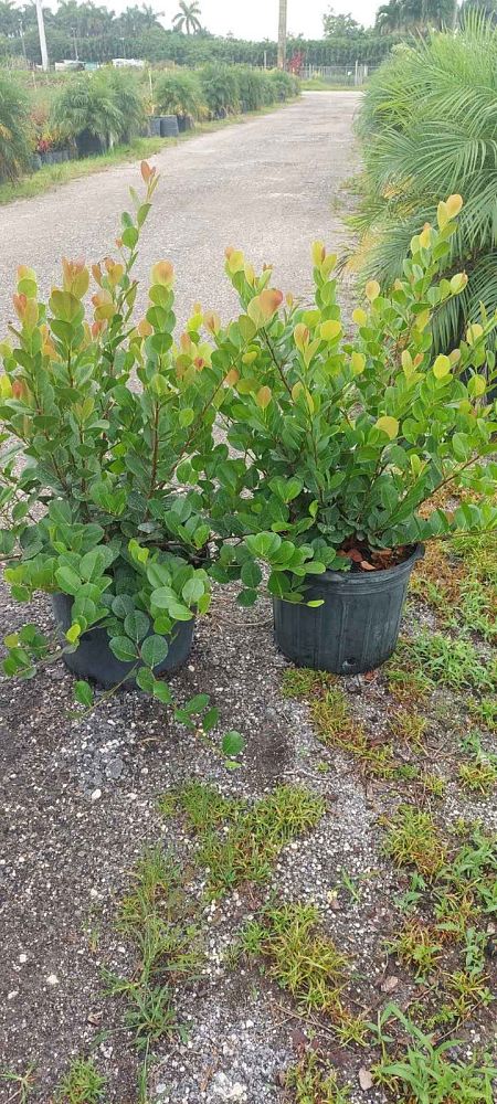 chrysobalanus-icaco-red-tip-cocoplum