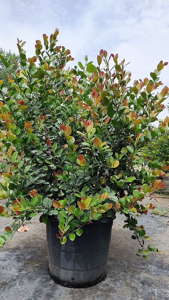 chrysobalanus-icaco-red-tip-cocoplum