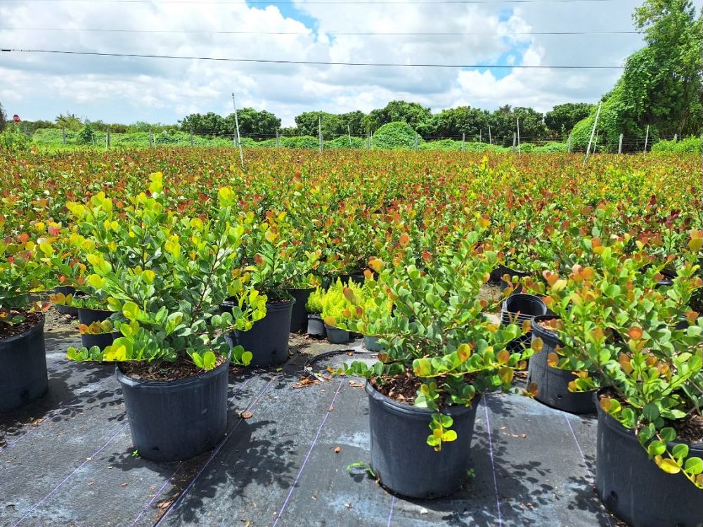 chrysobalanus-icaco-red-tip-cocoplum