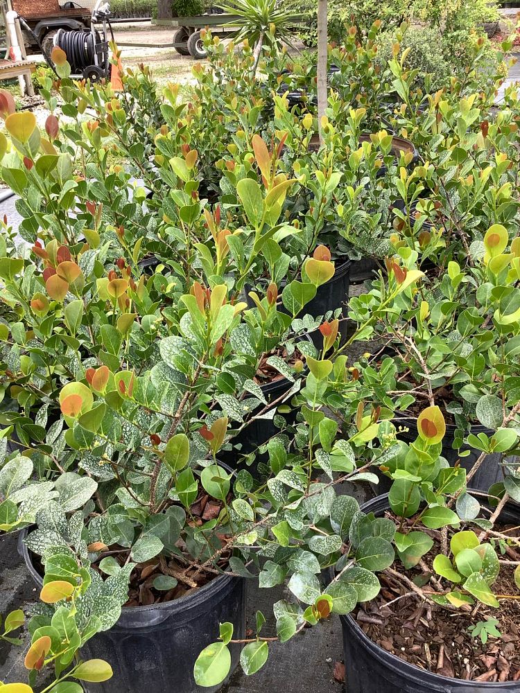 chrysobalanus-icaco-red-tip-cocoplum