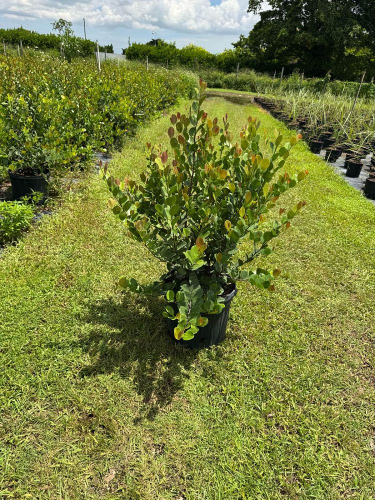 chrysobalanus-icaco-red-tip-cocoplum