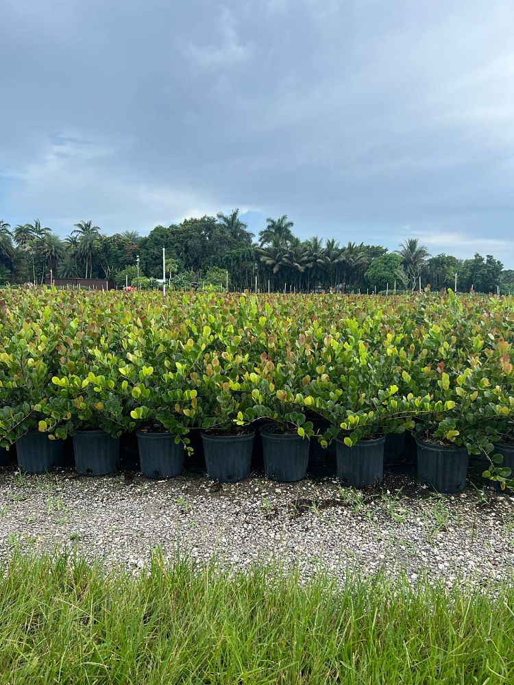 chrysobalanus-icaco-red-tip-cocoplum