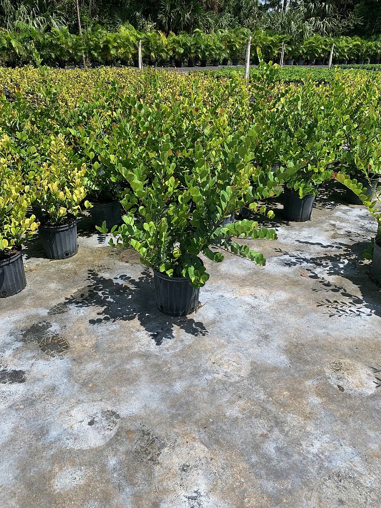 chrysobalanus-icaco-red-tip-cocoplum