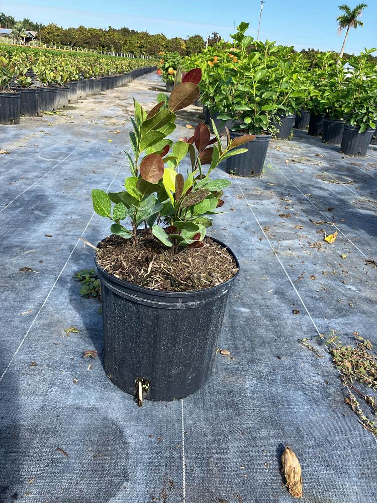 chrysobalanus-icaco-red-tip-cocoplum