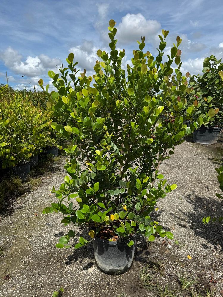 chrysobalanus-icaco-red-tip-cocoplum