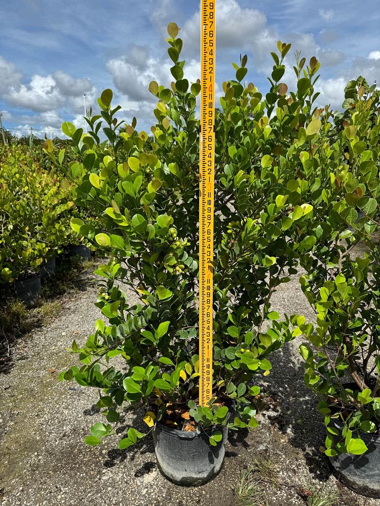 chrysobalanus-icaco-red-tip-cocoplum