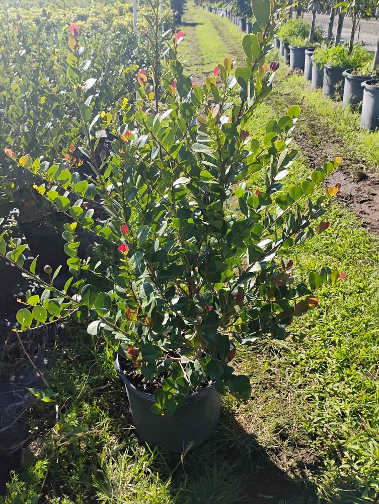chrysobalanus-icaco-red-tip-cocoplum