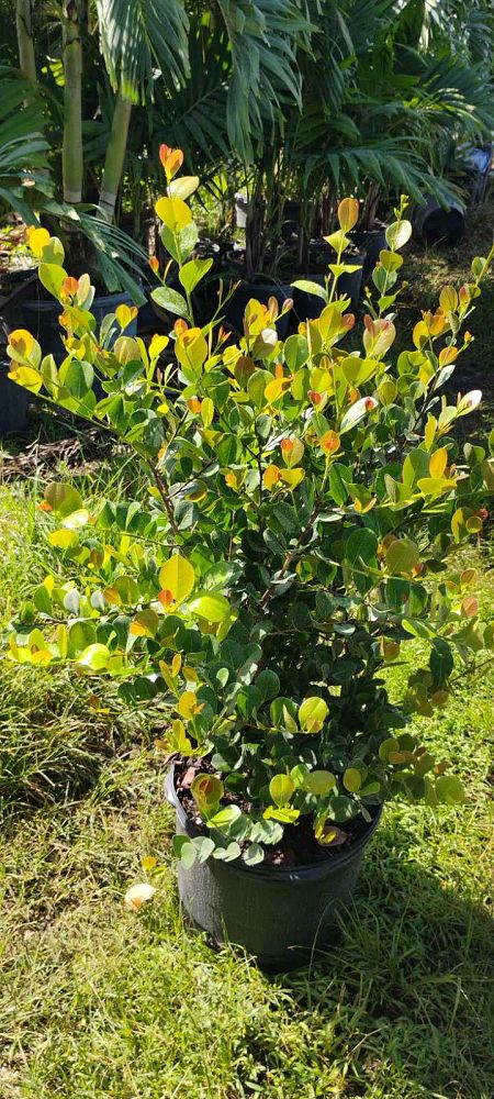 chrysobalanus-icaco-red-tip-cocoplum