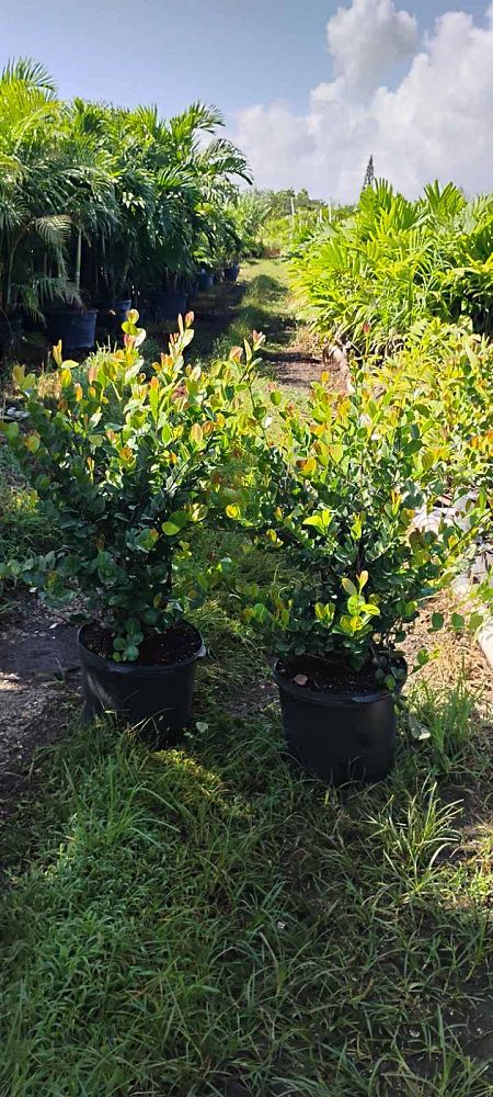 chrysobalanus-icaco-red-tip-cocoplum