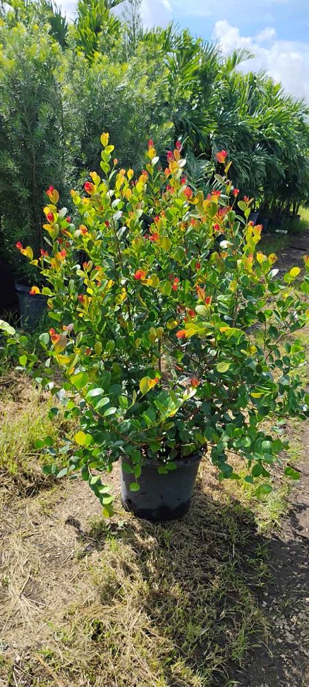 chrysobalanus-icaco-red-tip-cocoplum