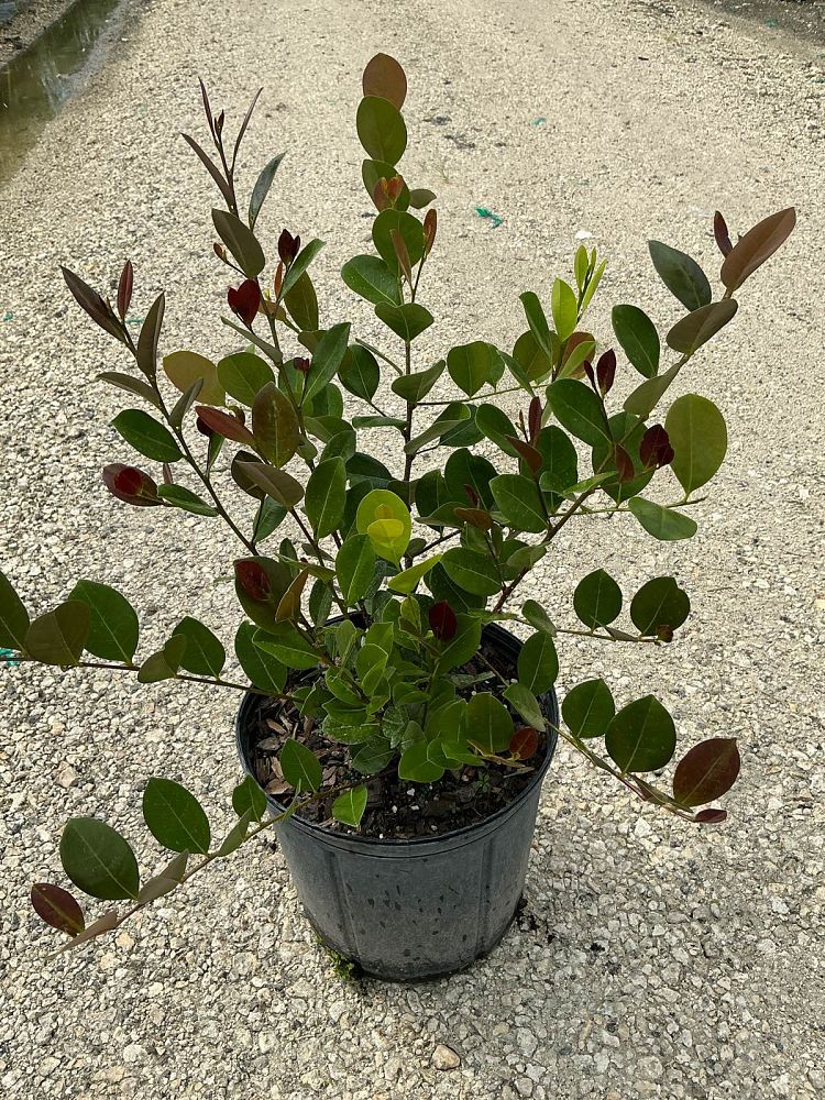 chrysobalanus-icaco-red-tip-cocoplum