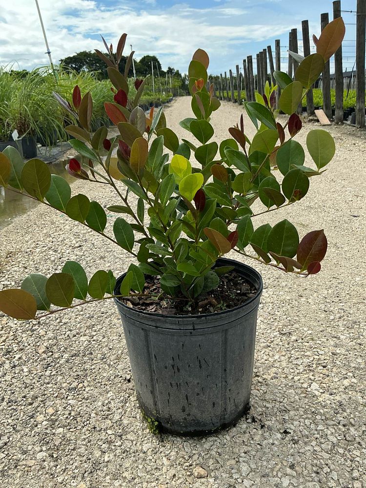 chrysobalanus-icaco-red-tip-cocoplum