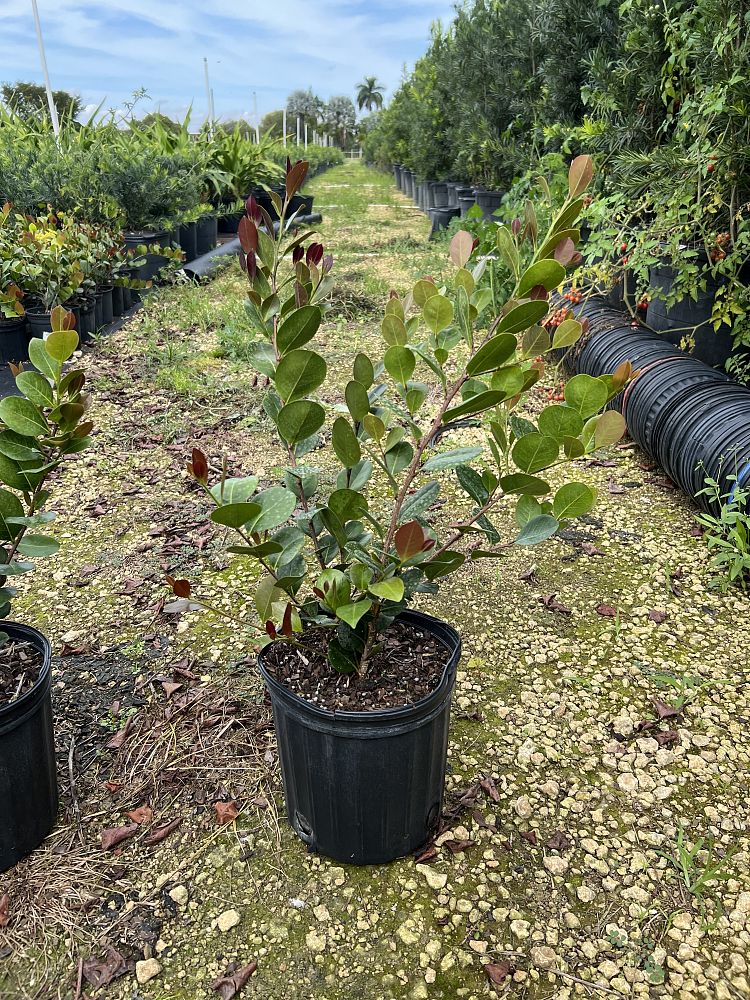 chrysobalanus-icaco-red-tip-cocoplum