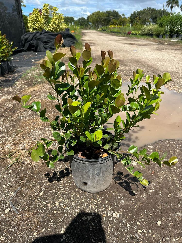 chrysobalanus-icaco-red-tip-cocoplum