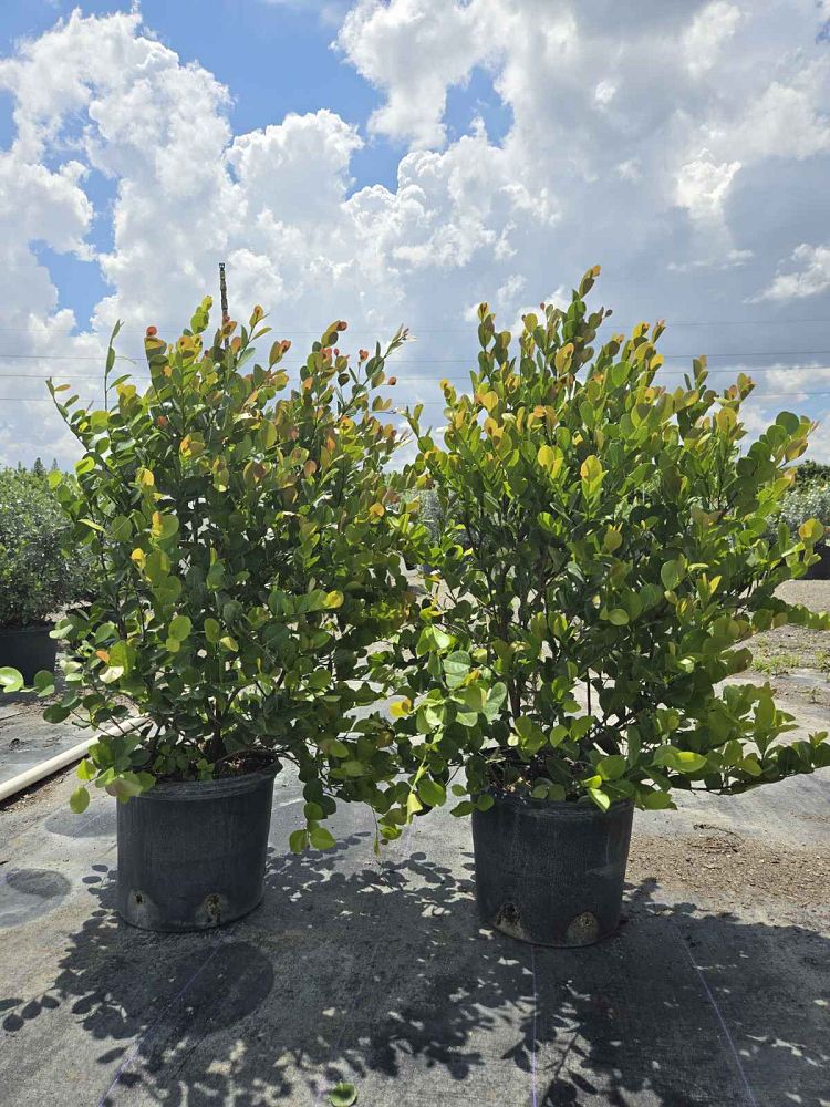 chrysobalanus-icaco-red-tip-cocoplum