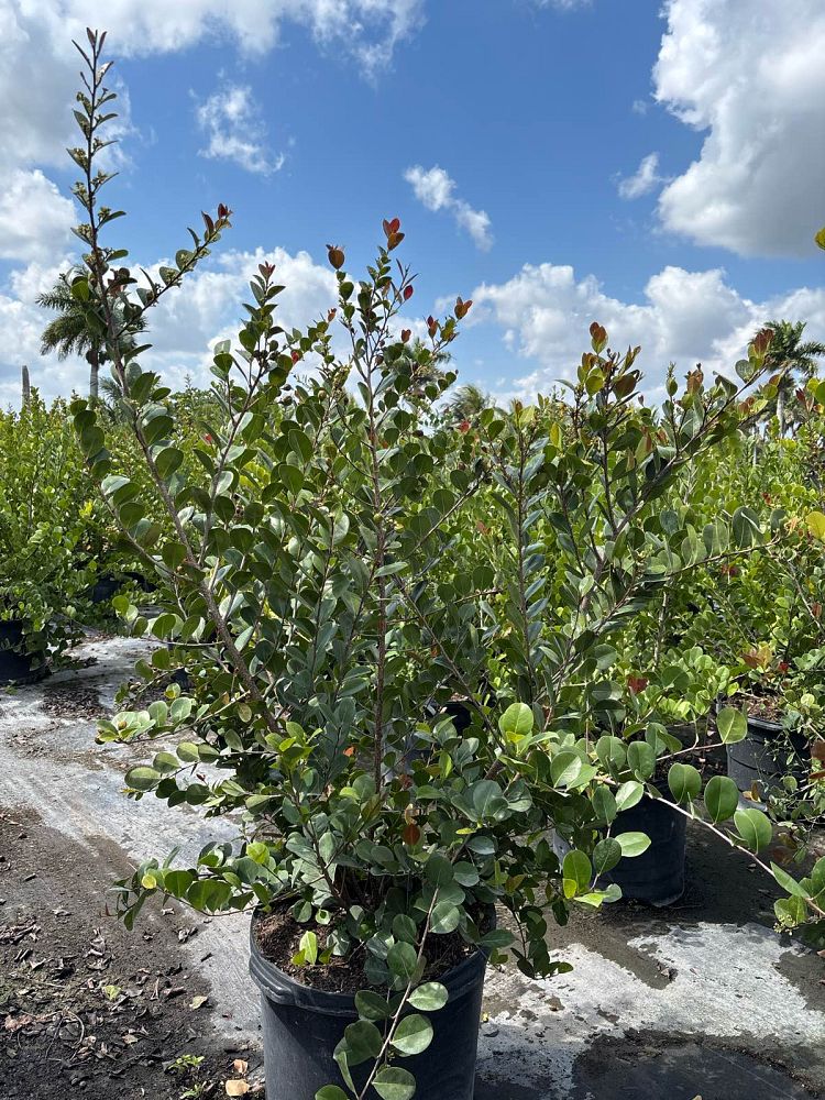 chrysobalanus-icaco-red-tip-cocoplum