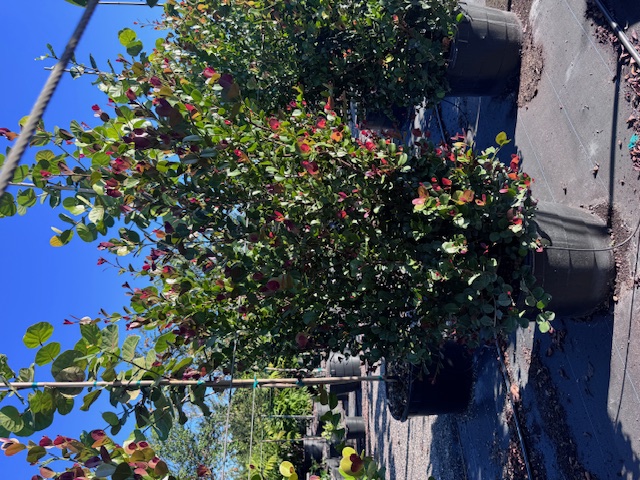 chrysobalanus-icaco-red-tip-cocoplum