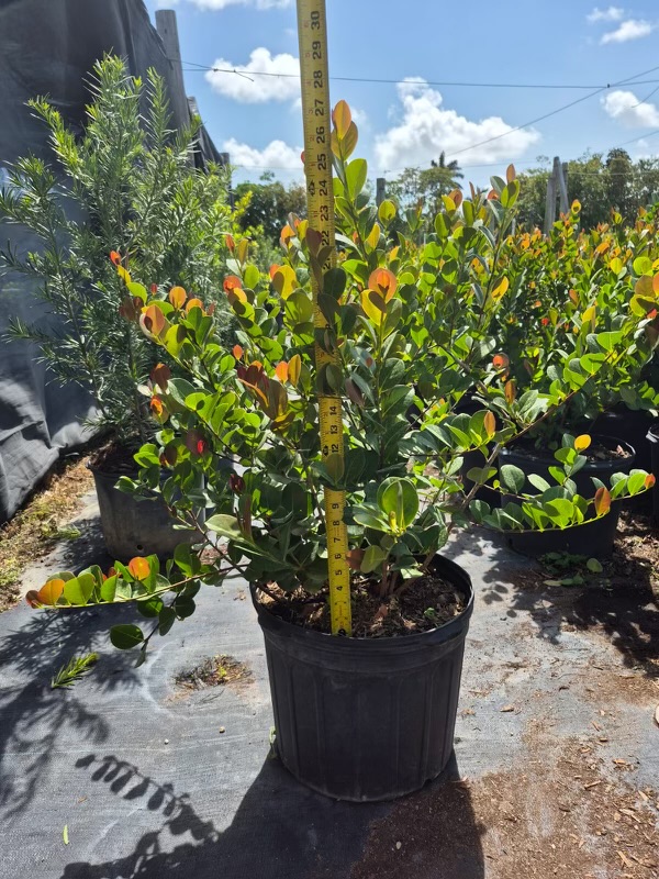 chrysobalanus-icaco-red-tip-cocoplum