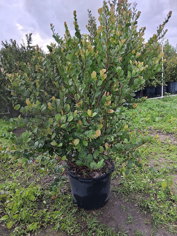 chrysobalanus-icaco-red-tip-cocoplum