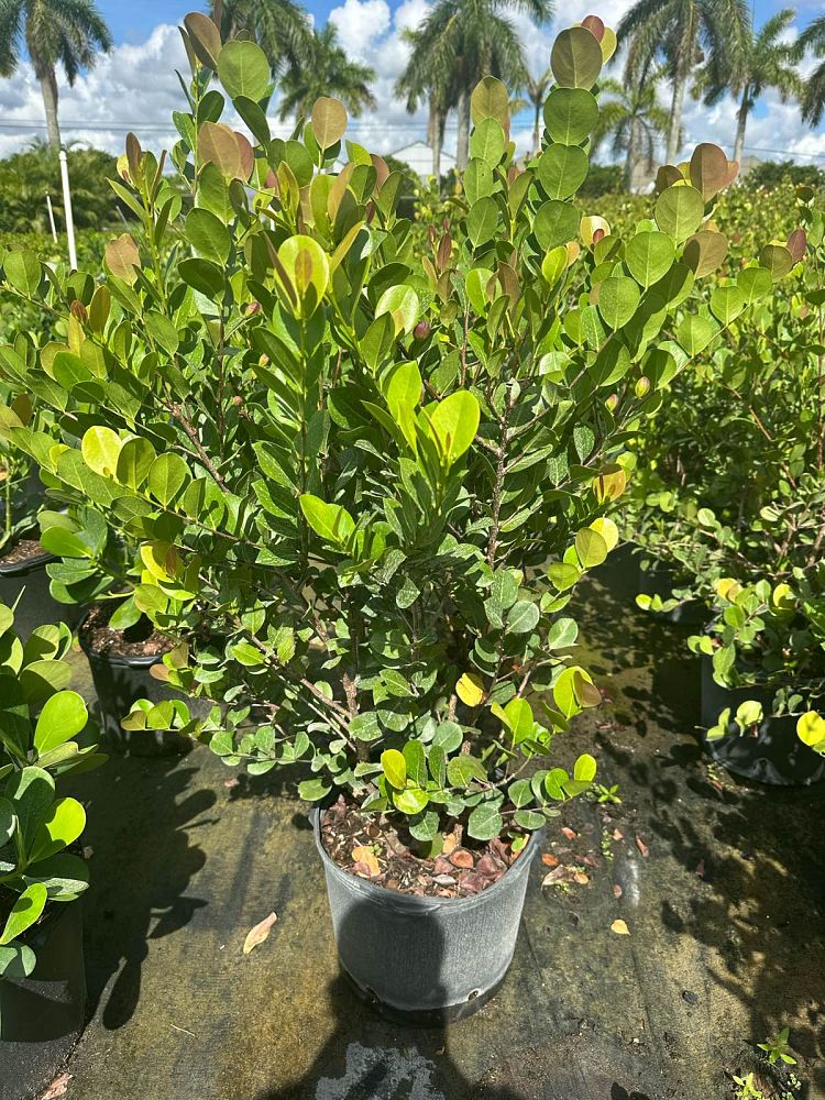 chrysobalanus-icaco-red-tip-cocoplum