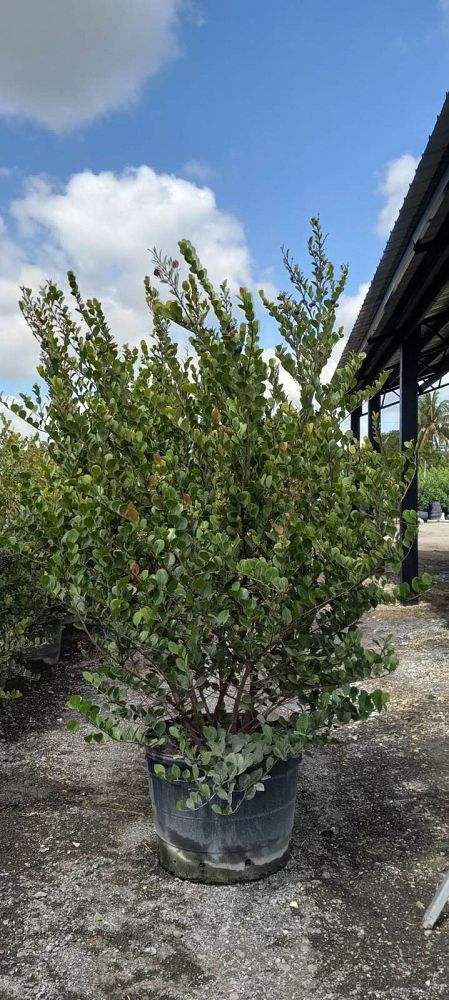 chrysobalanus-icaco-red-tip-cocoplum