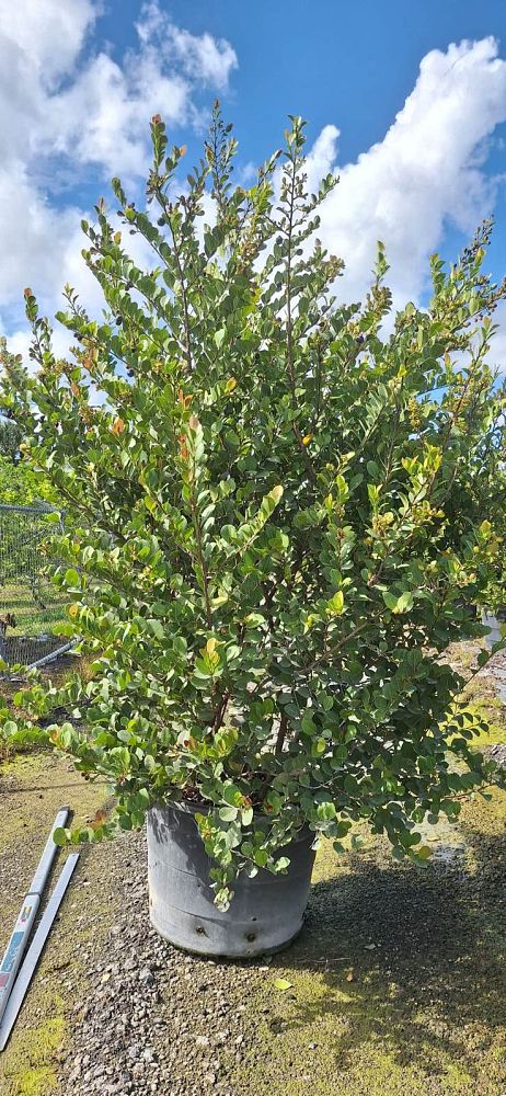 chrysobalanus-icaco-red-tip-cocoplum