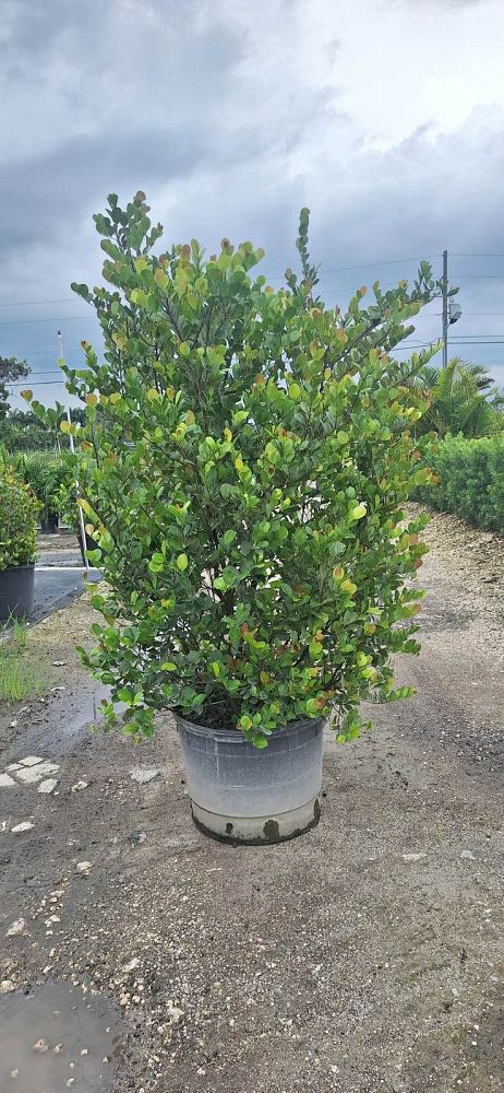 chrysobalanus-icaco-red-tip-cocoplum