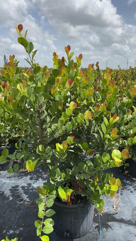 chrysobalanus-icaco-red-tip-cocoplum