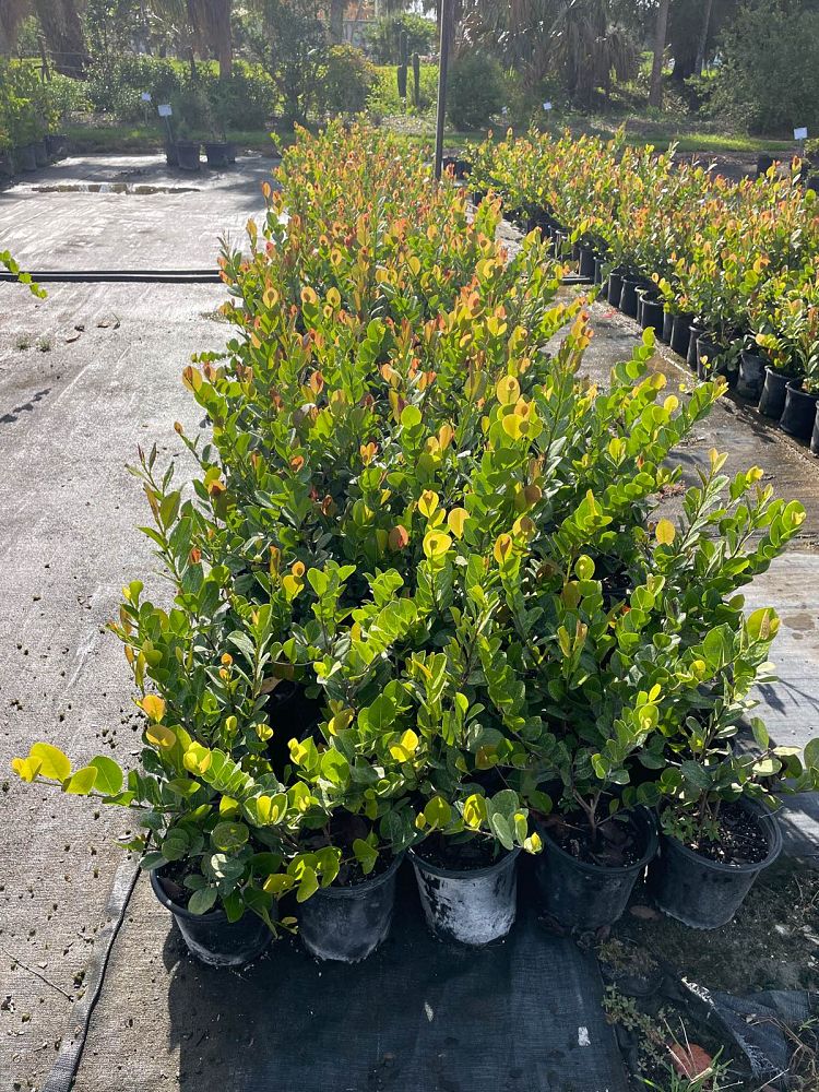 chrysobalanus-icaco-red-tip-cocoplum
