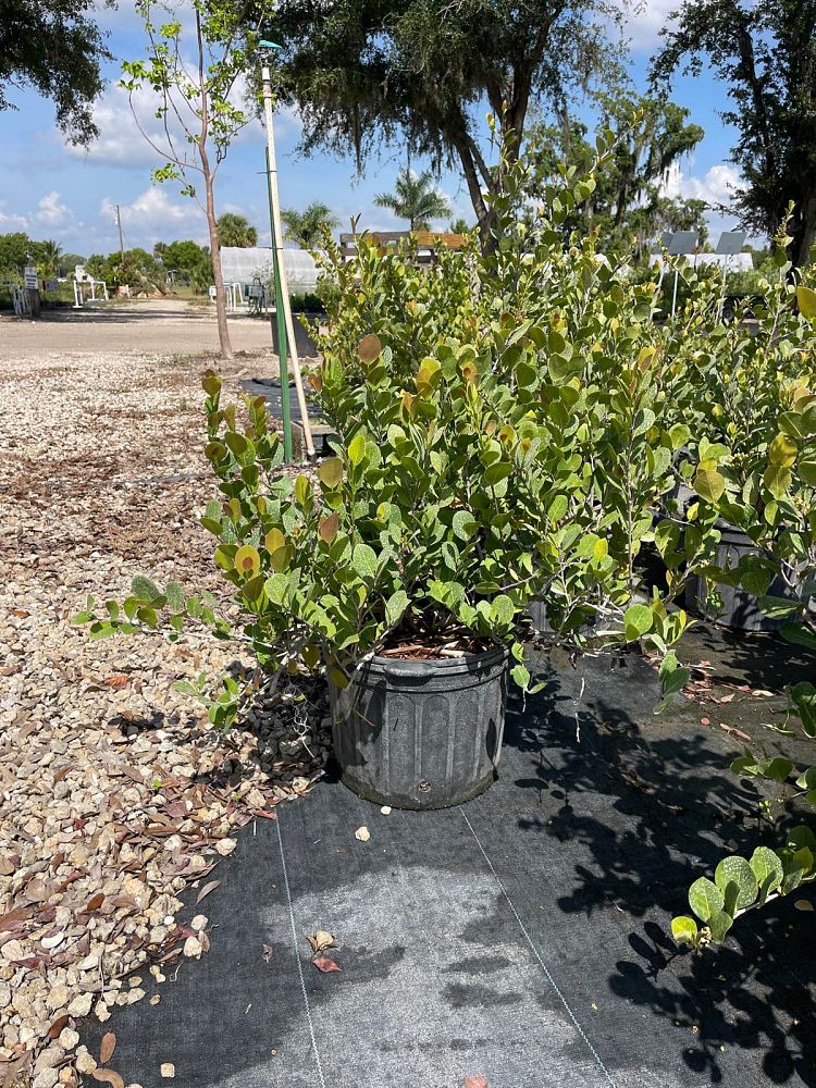 chrysobalanus-icaco-red-tip-cocoplum