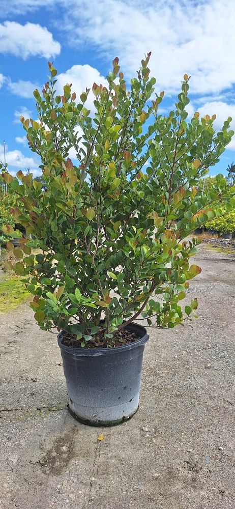chrysobalanus-icaco-red-tip-cocoplum
