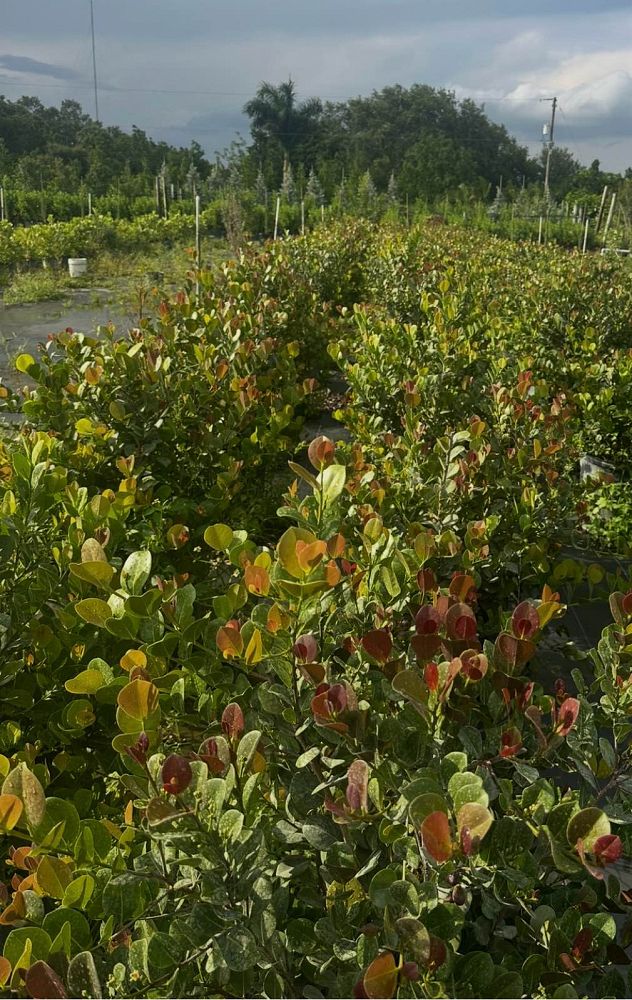chrysobalanus-icaco-red-tip-cocoplum