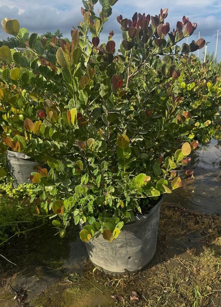 chrysobalanus-icaco-red-tip-cocoplum