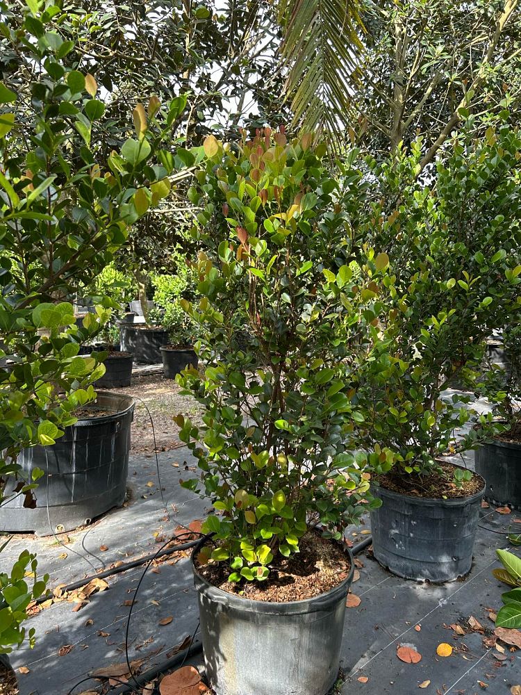 chrysobalanus-icaco-red-tip-cocoplum
