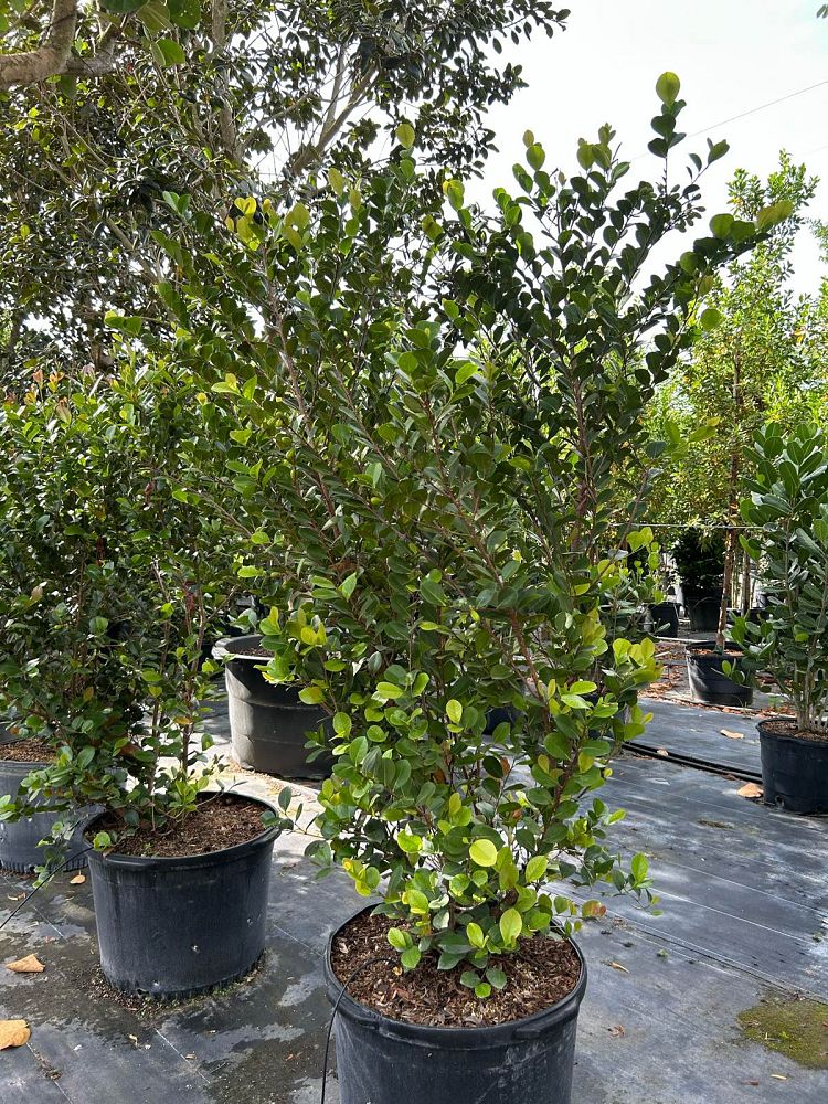 chrysobalanus-icaco-red-tip-cocoplum
