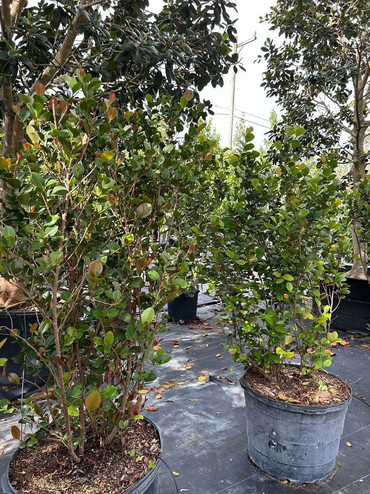 chrysobalanus-icaco-red-tip-cocoplum