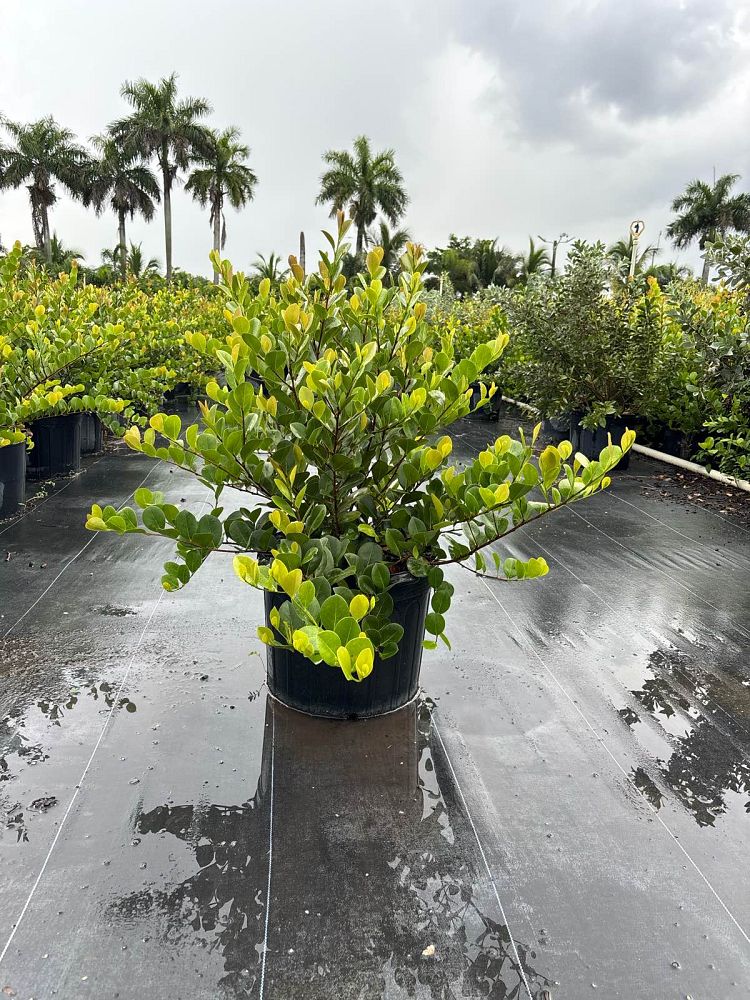 chrysobalanus-icaco-red-tip-cocoplum