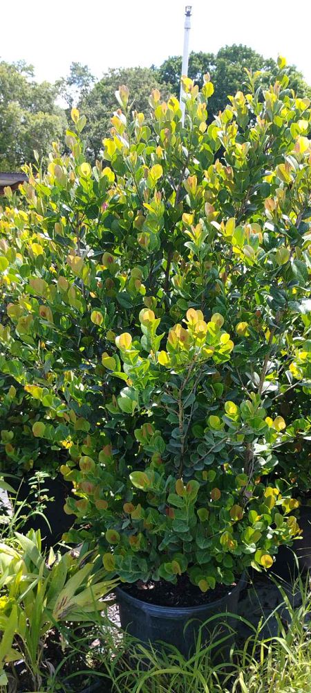 chrysobalanus-icaco-red-tip-cocoplum