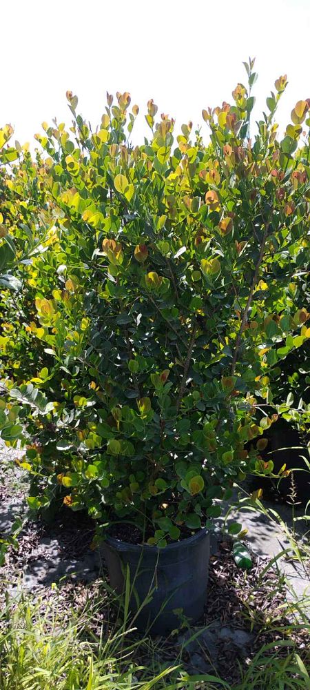 chrysobalanus-icaco-red-tip-cocoplum