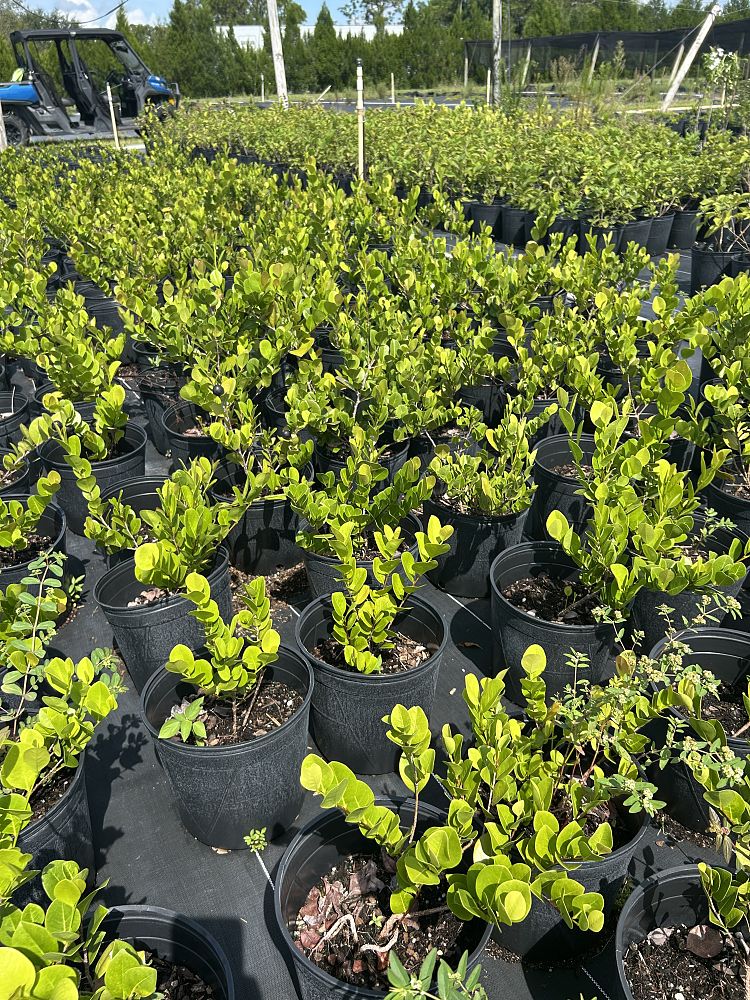 chrysobalanus-icaco-red-tip-cocoplum