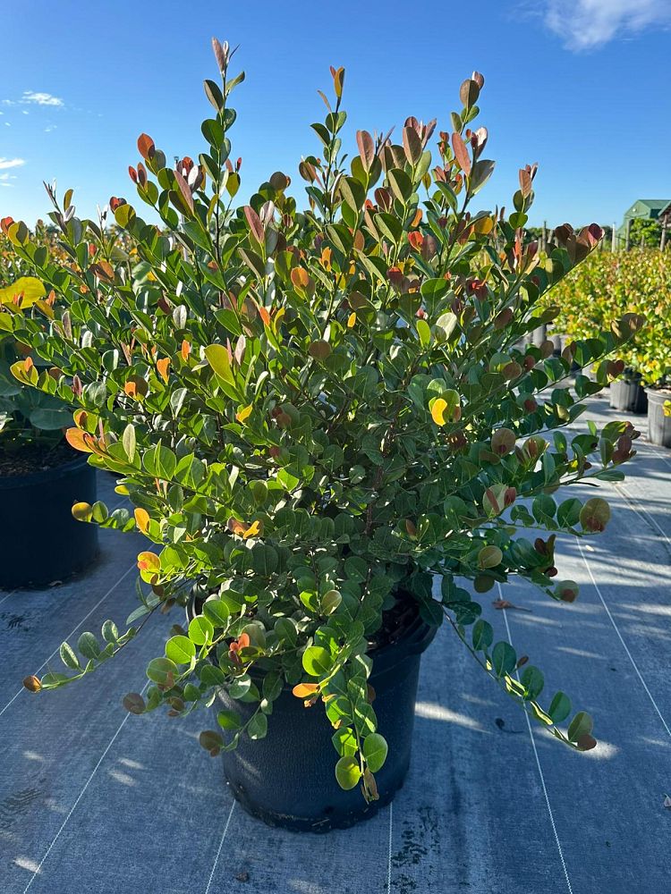 chrysobalanus-icaco-red-tip-cocoplum