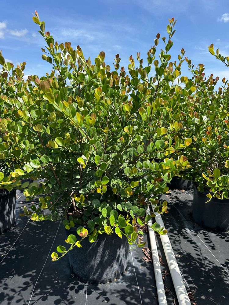 chrysobalanus-icaco-red-tip-cocoplum