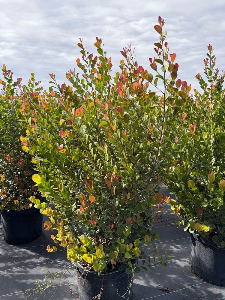 chrysobalanus-icaco-red-tip-cocoplum