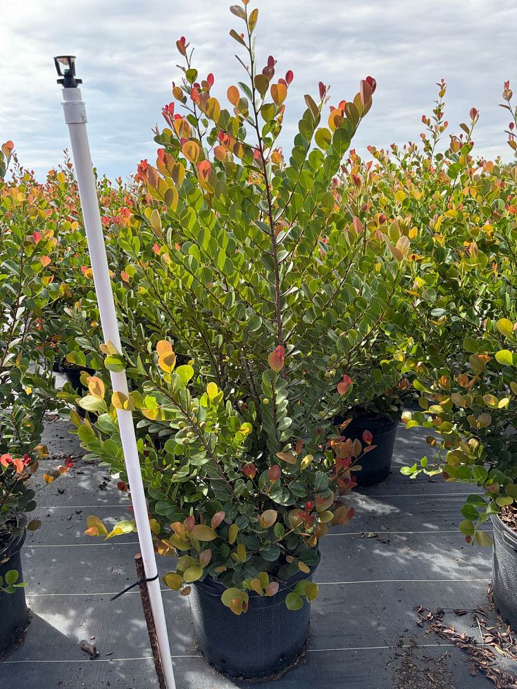 chrysobalanus-icaco-red-tip-cocoplum