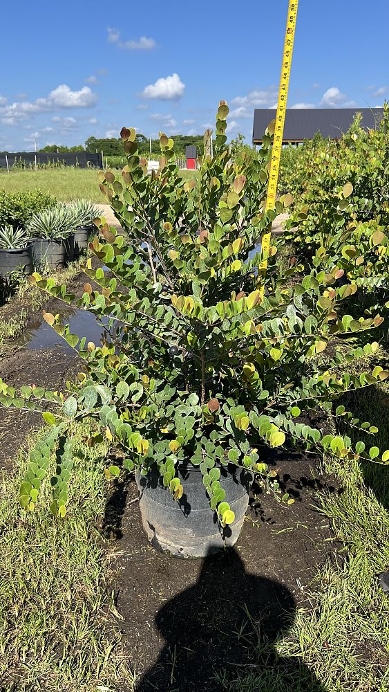 chrysobalanus-icaco-red-tip-cocoplum