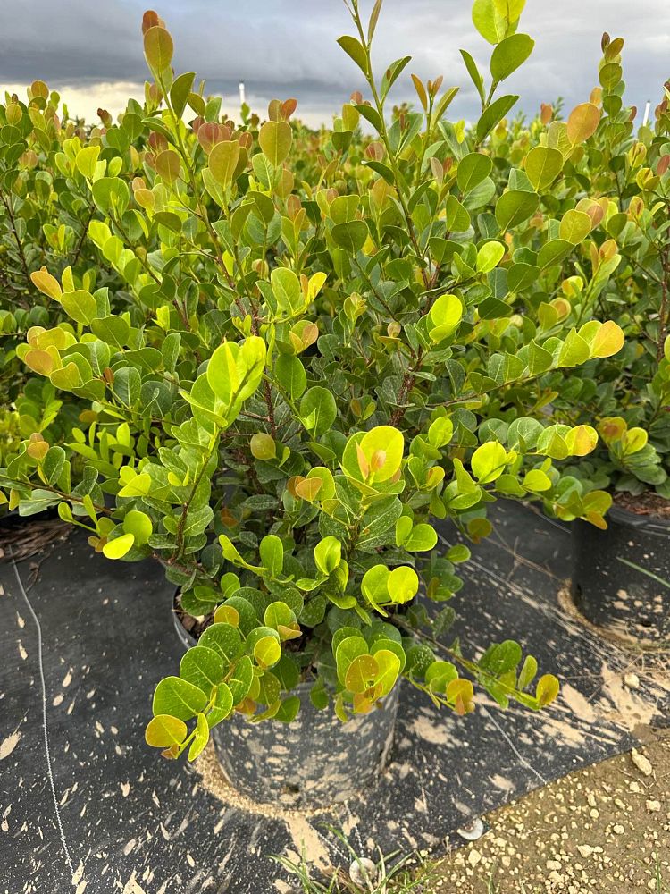 chrysobalanus-icaco-red-tip-cocoplum