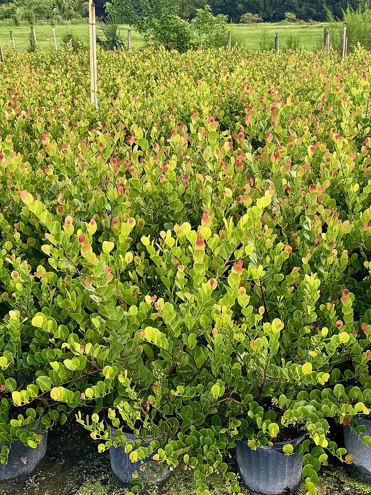 chrysobalanus-icaco-red-tip-cocoplum