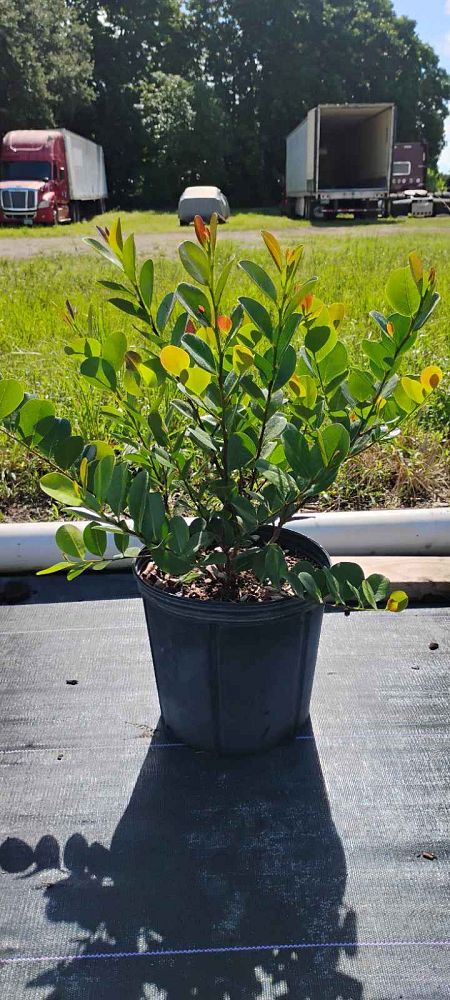 chrysobalanus-icaco-red-tip-cocoplum